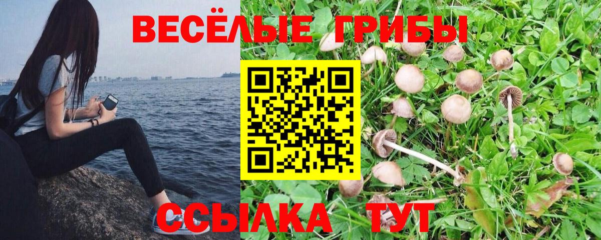 Псилоцибиновые грибы прущие грибы  Вход с VPN  Галлюциногенные грибы Psilocybe  Видное 